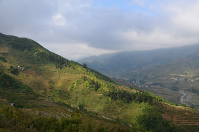 Rice field