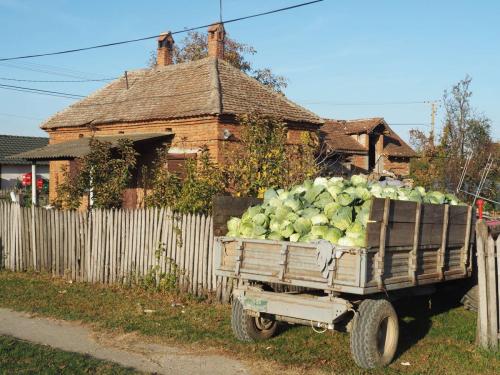 Beaucoup d'agricultures en Serbie, des choux, du maïs...