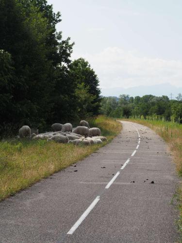 Un peu de distraction sur la Via Rhôna 