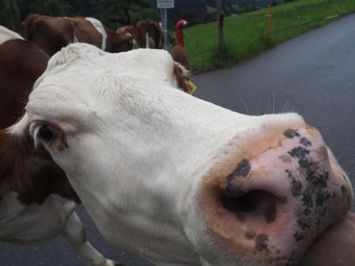 On croise un beau troupeau de vaches ! 