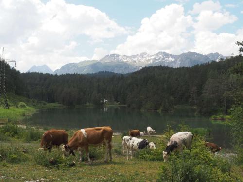 Déjeuner champêtre au bord d'un petit lac 