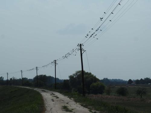 Sur les chemins de la liberté avec ces petits oiseaux !!