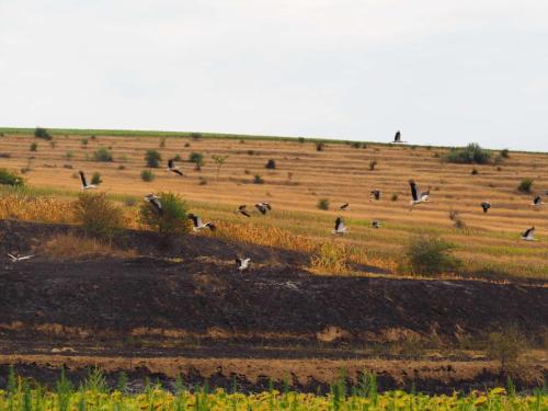 Des dizaines de cigognes se sont installés sur un terrain brûlé. Étrange ! Et nous les voyons s'envoler, magnifique !